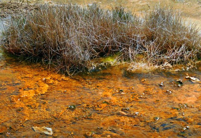 closeup photo of orange and yellow water colored by bacteria in Yellowstone National Park