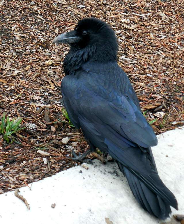 photo of common raven in Yellowstone National Park